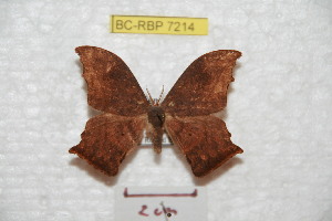  (Oxytenis zerbbahiana - BC-RBP 7214)  @14 [ ] Copyright (2012) Ron Brechlin Research Collection of Ron Brechlin