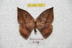  (Homoeopteryx mandoriana - BC-RBP 7222)  @13 [ ] Copyright (2012) Ron Brechlin Research Collection of Ron Brechlin