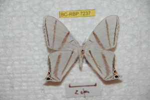  (Therinia terminalis - BC-RBP 7237)  @14 [ ] Copyright (2012) Ron Brechlin Research Collection of Ron Brechlin