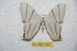  (Therinia diffguyana - BC-RBP 7407)  @13 [ ] Copyright (2013) Ron Brechlin Research Collection of Ron Brechlin