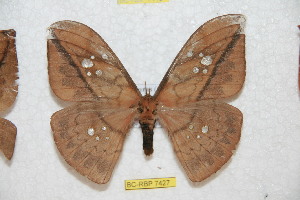 ( - BC-RBP 7427)  @14 [ ] Copyright (2013) Ron Brechlin Research Collection of Ron Brechlin