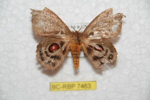  (Hyperchiria cochacuta - BC-RBP 7463)  @13 [ ] Copyright (2013) Ron Brechlin Research Collection of Ron Brechlin