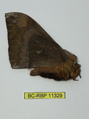  ( - BC-RBP 11329)  @11 [ ] Copyright (2019) Ron Brechlin Research Collection of Ron Brechlin