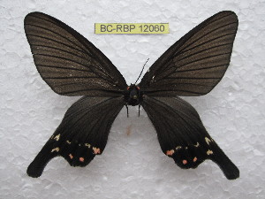  (Epicopeia albofasciata - BC-RBP 12060)  @11 [ ] copyright (2021) Ron Brechlin Research Collection of Ron Brechlin