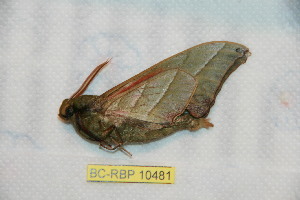  ( - BC-RBP 10481)  @11 [ ] Copyright (2017) Ron Brechlin Research Collection of Ron Brechlin