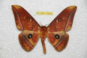  ( - BC-RBP 10489)  @14 [ ] Copyright (2017) Ron Brechlin Research Collection of Ron Brechlin