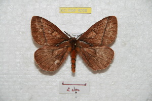  (Pseudodirphia bonitala - BC-RBP 8299)  @14 [ ] Copyright (2014) Ron Brechlin Research Collection of Ron Brechlin