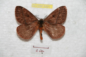  (Pseudodirphia rufozamorcola - BC-RBP 8301)  @13 [ ] Copyright (2014) Ron Brechlin Research Collection of Ron Brechlin