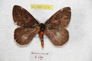  (Pseudodirphia sumacola - BC-RBP 8319)  @14 [ ] Copyright (2014) Ron Brechlin Research Collection of Ron Brechlin