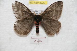 (Paradirphia tolima - BC-RBP 8329)  @14 [ ] Copyright (2014) Ron Brechlin Research Collection of Ron Brechlin