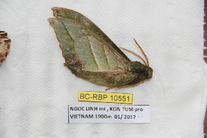  ( - BC-RBP 10551)  @11 [ ] Copyright (2017) Ron Brechlin Research Collection of Ron Brechlin