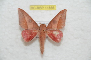  ( - BC-RBP 11856)  @11 [ ] Copyright (2020) Ron Brechlin Research Collection of Ron Brechlin