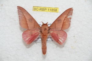  ( - BC-RBP 11858)  @11 [ ] Copyright (2020) Ron Brechlin Research Collection of Ron Brechlin