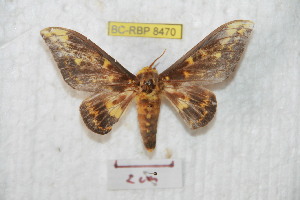  (Citheronioides lamata lamexicana - BC-RBP 8470)  @14 [ ] Copyright (2014) Ron Brechlin Research Collection of Ron Brechlin