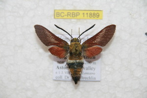  (Hemaris rubra - BC-RBP 11889)  @11 [ ] copyright (2020) Ron Brechlin Research Collection of Ron Brechlin