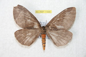 (Pseudodirphia leticiana - BC-RBP 11898)  @11 [ ] copyright (2020) Ron Brechlin Research Collection of Ron Brechlin