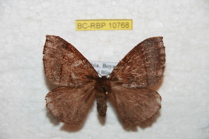  (Janiodes rusrondona - BC-RBP 10768)  @11 [ ] Copyright (2018) Ron Brechlin Research Collection of Ron Brechlin