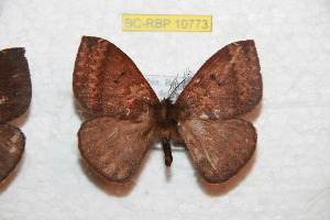  (Janiodes ecdelnorte - BC-RBP 10773)  @11 [ ] Copyright (2018) Ron Brechlin Research Collection of Ron Brechlin