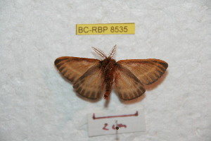  (Hemileuca rubridorsa - BC-RBP 8535)  @13 [ ] Copyright (2014) Ron Brechlin Research Collection of Ron Brechlin