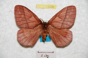  (Pseudodirphia purpurata - BC-RBP 8538)  @11 [ ] Copyright (2014) Ron Brechlin Research Collection of Ron Brechlin