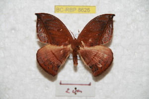  (Oxytenis albilunulata - BC-RBP 8626)  @14 [ ] Copyright (2014) Ron Brechlin Research Collection of Ron Brechlin
