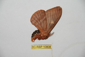  (Dirphiopsis unicolor - BC-RBP 10808)  @11 [ ] Copyright (2018) Ron Brechlin Research Collection of Ron Brechlin