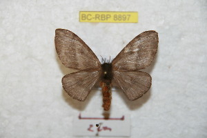  ( - BC-RBP 8897)  @12 [ ] Copyright (2014) Ron Brechlin Research Collection of Ron Brechlin
