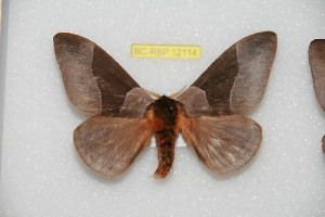  ( - BC-RBP 12114)  @11 [ ] copyright (2021) Ron Brechlin Research Collection of Ron Brechlin