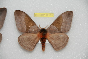  ( - BC-RBP 12115)  @11 [ ] copyright (2021) Ron Brechlin Research Collection of Ron Brechlin