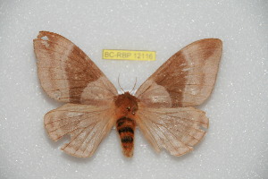  ( - BC-RBP 12116)  @11 [ ] copyright (2021) Ron Brechlin Research Collection of Ron Brechlin