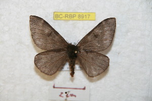  (Hylesia melanops - BC-RBP 8917)  @14 [ ] Copyright (2014) Ron Brechlin Research Collection of Ron Brechlin