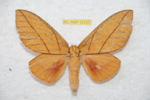  ( - BC-RBP 12131)  @11 [ ] copyright (2021) Ron Brechlin Research Collection of Ron Brechlin