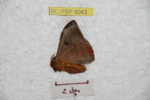  ( - BC-RBP 9043)  @13 [ ] Copyright (2015) Ron Brechlin Research Collection of Ron Brechlin