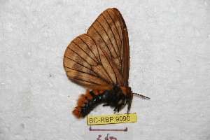  (Pseudodirphia oxapampola - BC-RBP 9090)  @13 [ ] Copyright (2015) Ron Brechlin Research Collection of Ron Brechlin