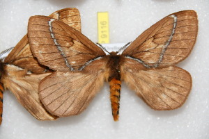  (Pseudodirphia orellacola - BC-RBP 9116)  @14 [ ] Copyright (2015) Ron Brechlin Research Collection of Ron Brechlin