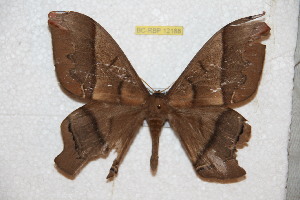  ( - BC-RBP 12188)  @11 [ ] copyright (2021) Ron Brechlin Research Collection of Ron Brechlin