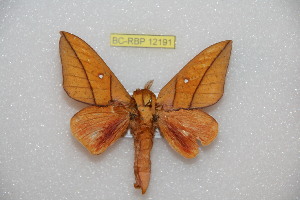  ( - BC-RBP 12191)  @11 [ ] copyright (2021) Ron Brechlin Research Collection of Ron Brechlin