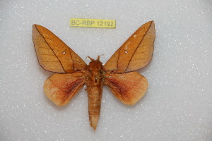  ( - BC-RBP 12192)  @11 [ ] copyright (2021) Ron Brechlin Research Collection of Ron Brechlin