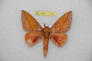  ( - BC-RBP 12193)  @11 [ ] copyright (2021) Ron Brechlin Research Collection of Ron Brechlin