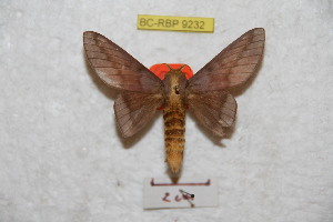  ( - BC-RBP 9232)  @11 [ ] Copyright (2015) Ron Brechlin Research Collection of Ron Brechlin