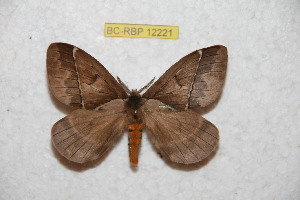  (Pseudodirphia eupanguana - BC-RBP 12221)  @11 [ ] copyright (2021) Ron Brechlin Research Collection of Ron Brechlin