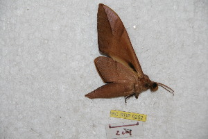  ( - BC-RBP 9252)  @12 [ ] Copyright (2015) Ron Brechlin Research Collection of Ron Brechlin
