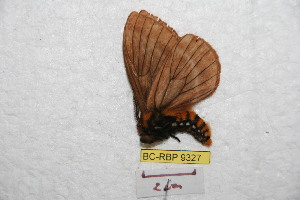  (Pseudodirphia gachacola - BC-RBP 9327)  @13 [ ] Copyright (2015) Ron Brechlin Research Collection of Ron Brechlin