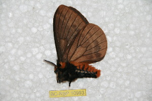  (Pseudodirphia inhuilana - BC-RBP 10993)  @11 [ ] Copyright (2018) Ron Brechlin Research Collection of Ron Brechlin
