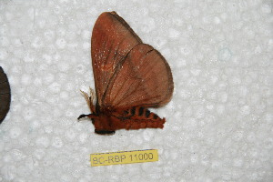  ( - BC-RBP 11000)  @11 [ ] Copyright (2018) Ron Brechlin Research Collection of Ron Brechlin