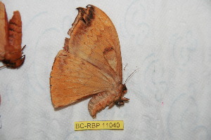  ( - BC-RBP 11040)  @12 [ ] Copyright (2018) Ron Brechlin Research Collection of Ron Brechlin
