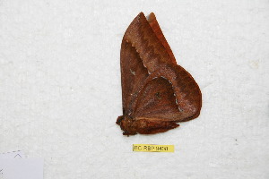  ( - BC-RBP 9408)  @12 [ ] Copyright (2015) Ron Brechlin Research Collection of Ron Brechlin