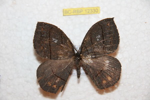  ( - BC-RBP 12330)  @11 [ ] copyright (2021) Ron Brechlin Research Collection of Ron Brechlin