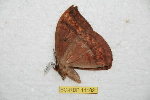  ( - BC-RBP 11102)  @11 [ ] Copyright (2018) Ron Brechlin Research Collection of Ron Brechlin