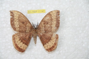  ( - BC-RBP 11147)  @12 [ ] Copyright (2018) Ron Brechlin Research Collection of Ron Brechlin